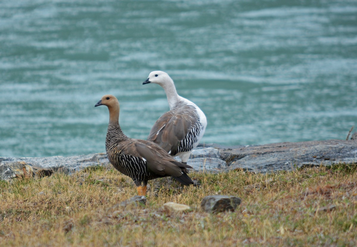 Upland Goose - Austral  Birding