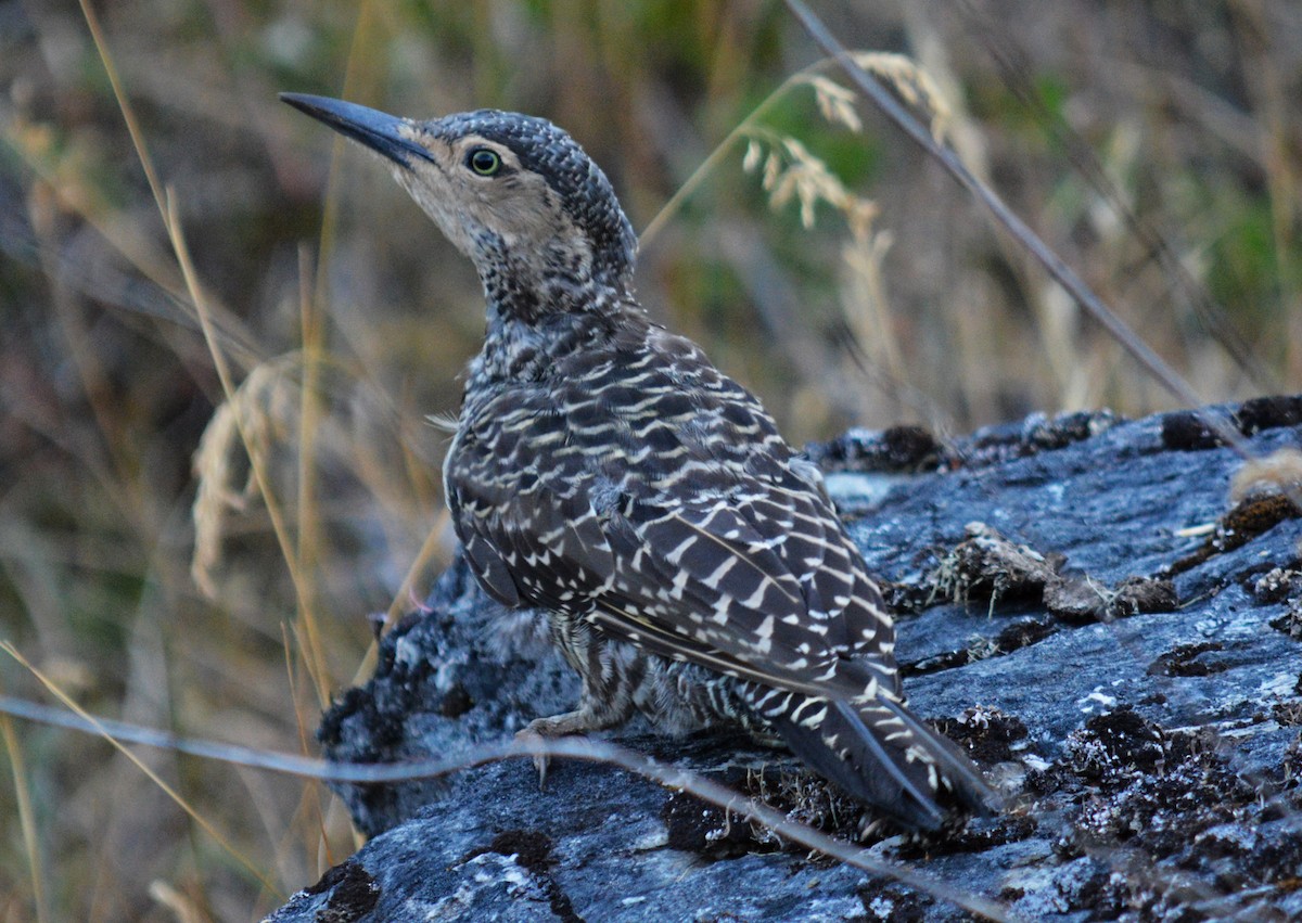 Chilean Flicker - Austral  Birding