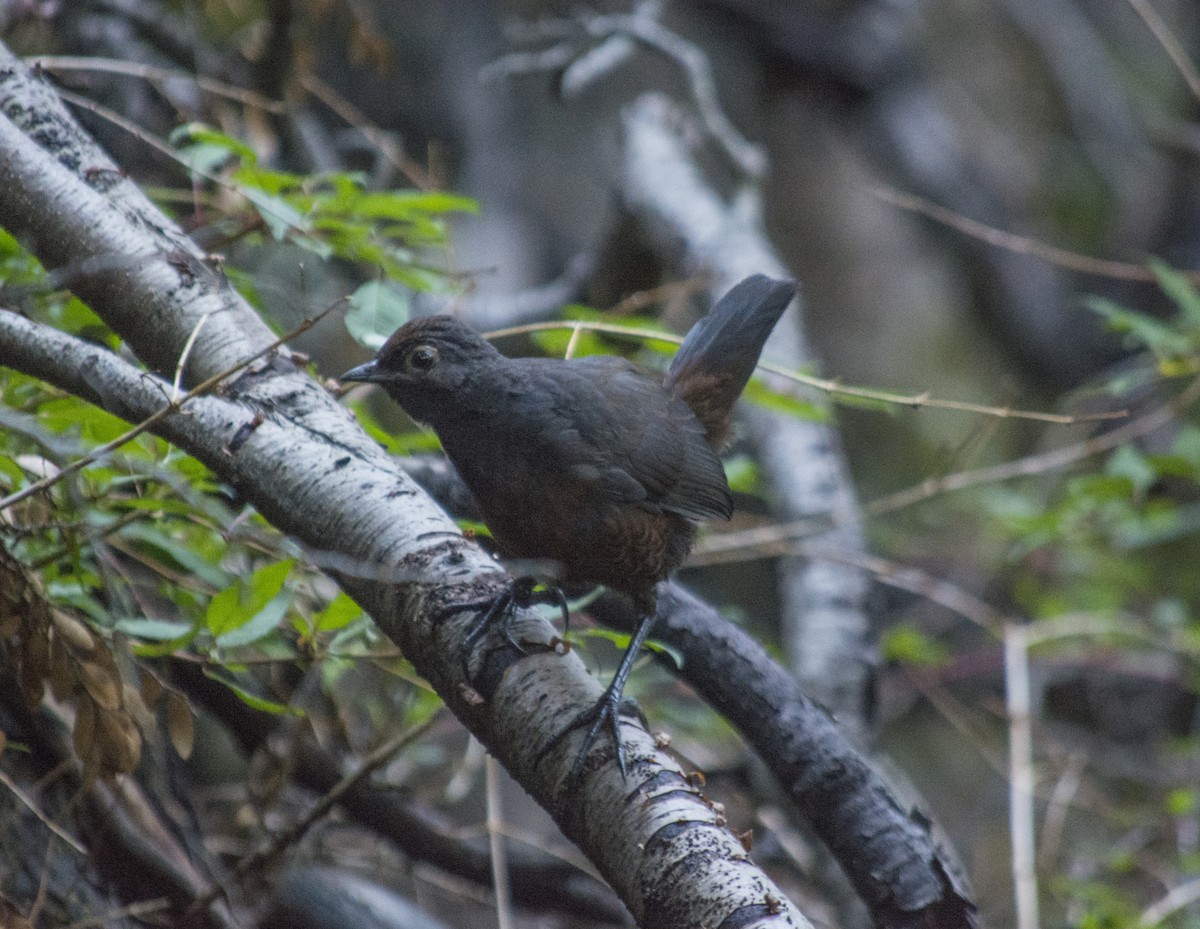 Black-throated Huet-huet - Austral  Birding
