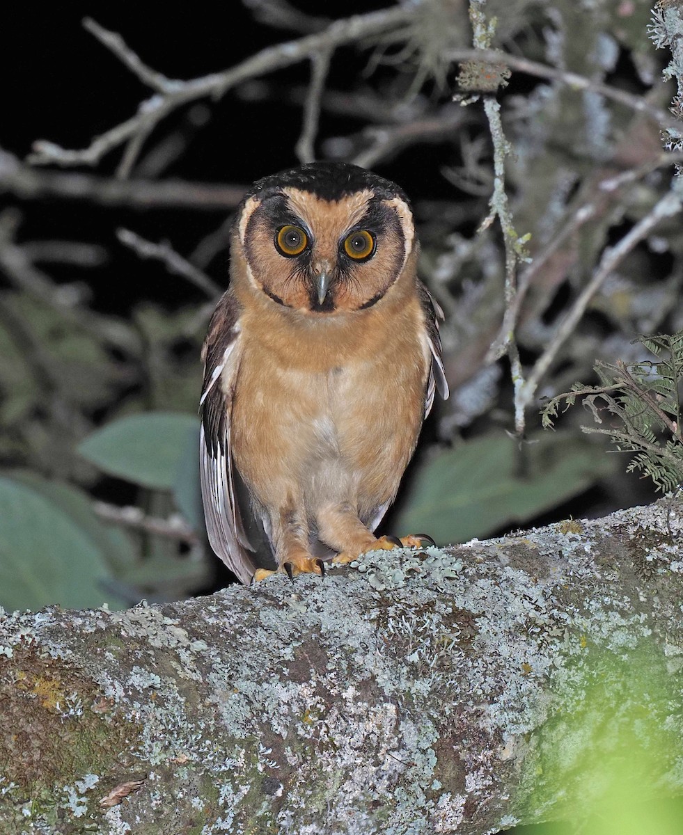 Buff-fronted Owl - ML164092601