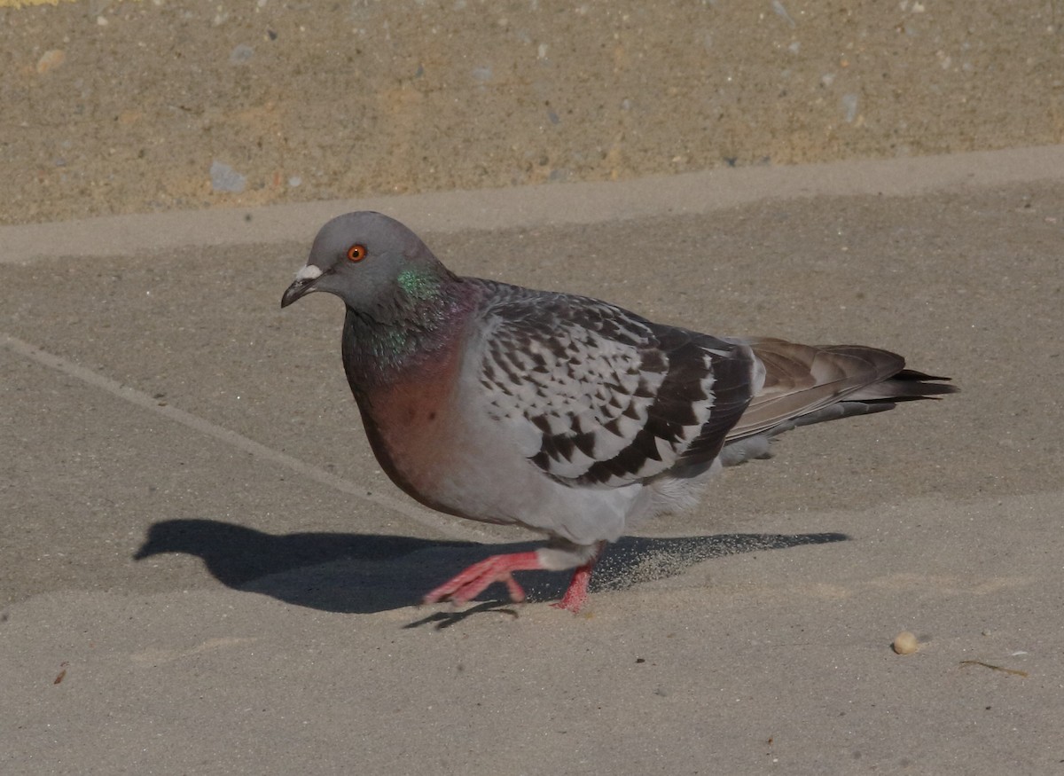 Rock Pigeon (Feral Pigeon) - Matthew Bowman