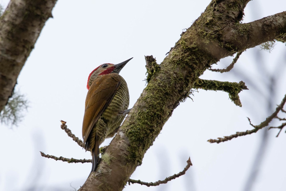 Golden-olive Woodpecker - Steve Valasek