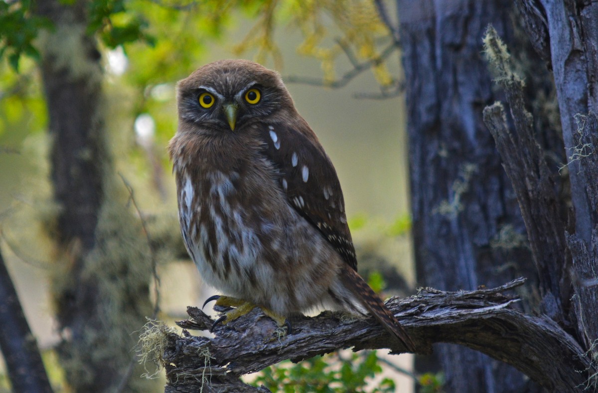 Austral Pygmy-Owl - ML164101211