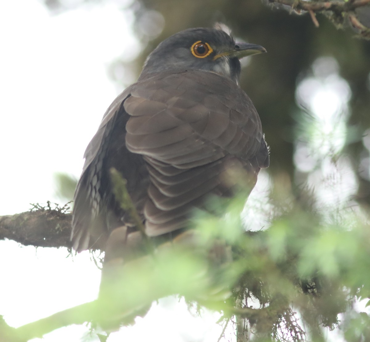 Large Hawk-Cuckoo - Vikas Madhav Nagarajan