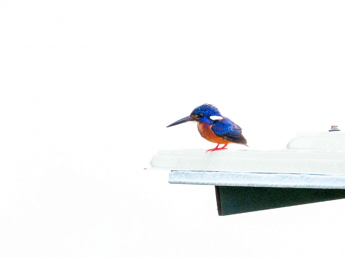 Blue-eared Kingfisher - ML164103441