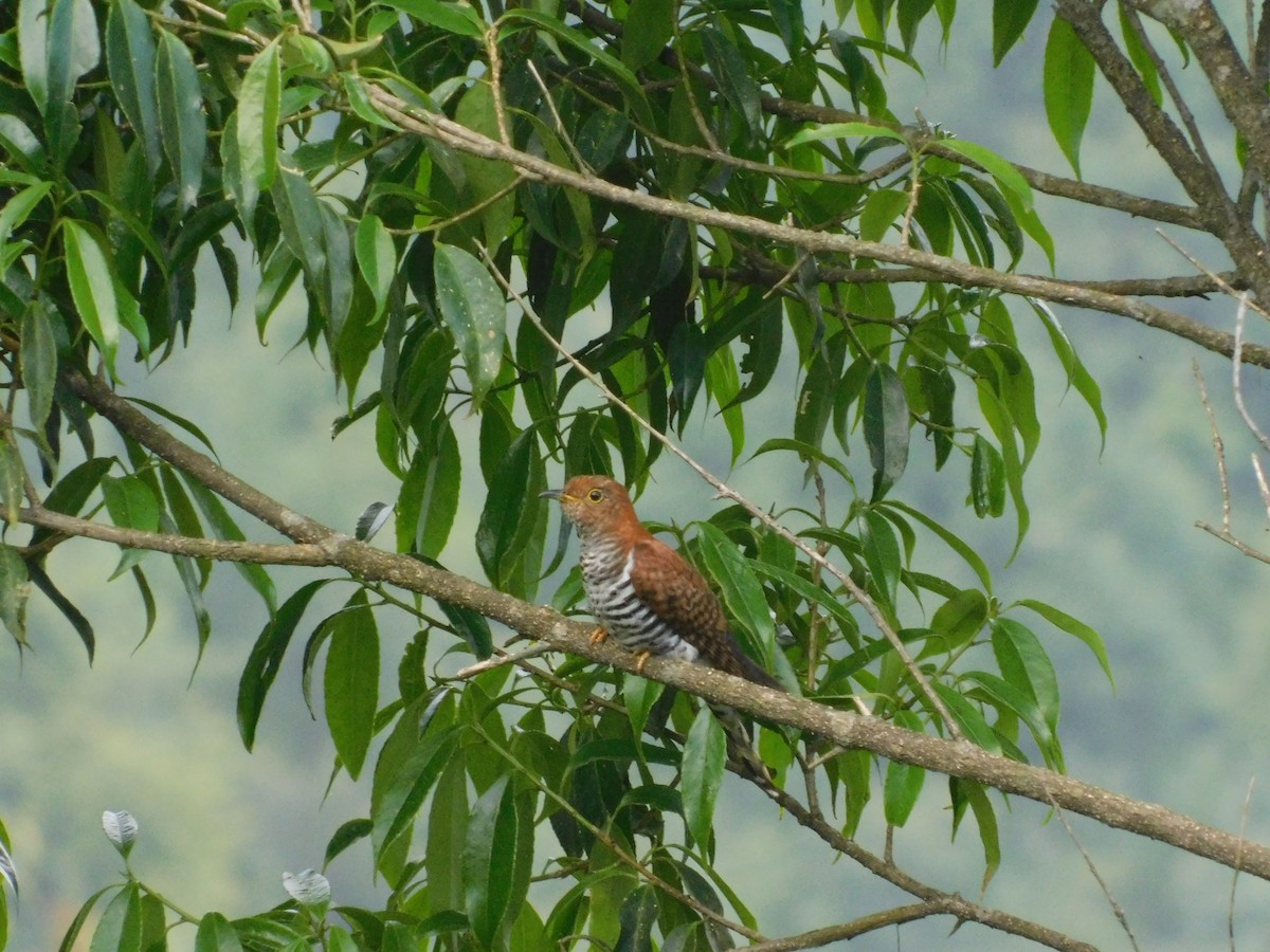 Lesser Cuckoo - Khagendra Mahato chitwanbirdwatching.com
