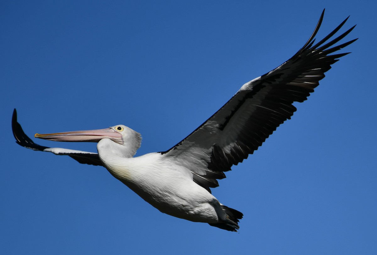 Australian Pelican - ML164114951