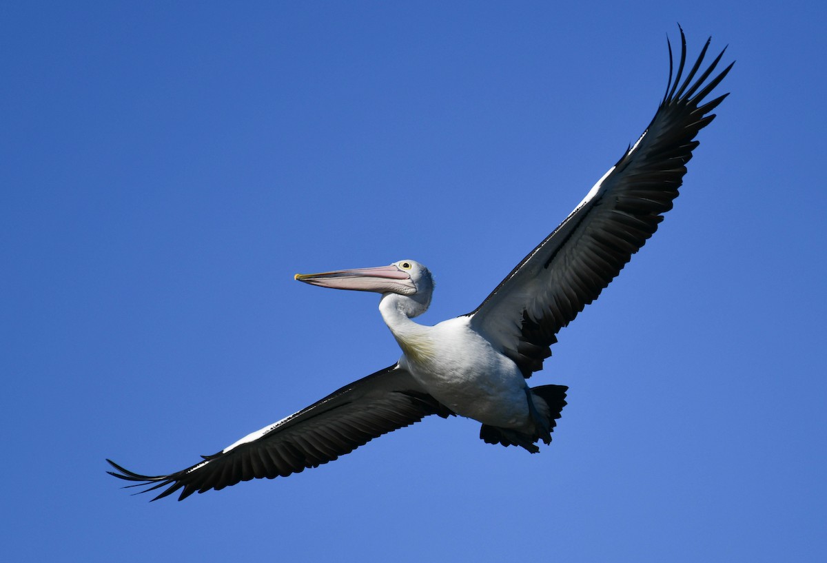 Australian Pelican - Roy Burgess