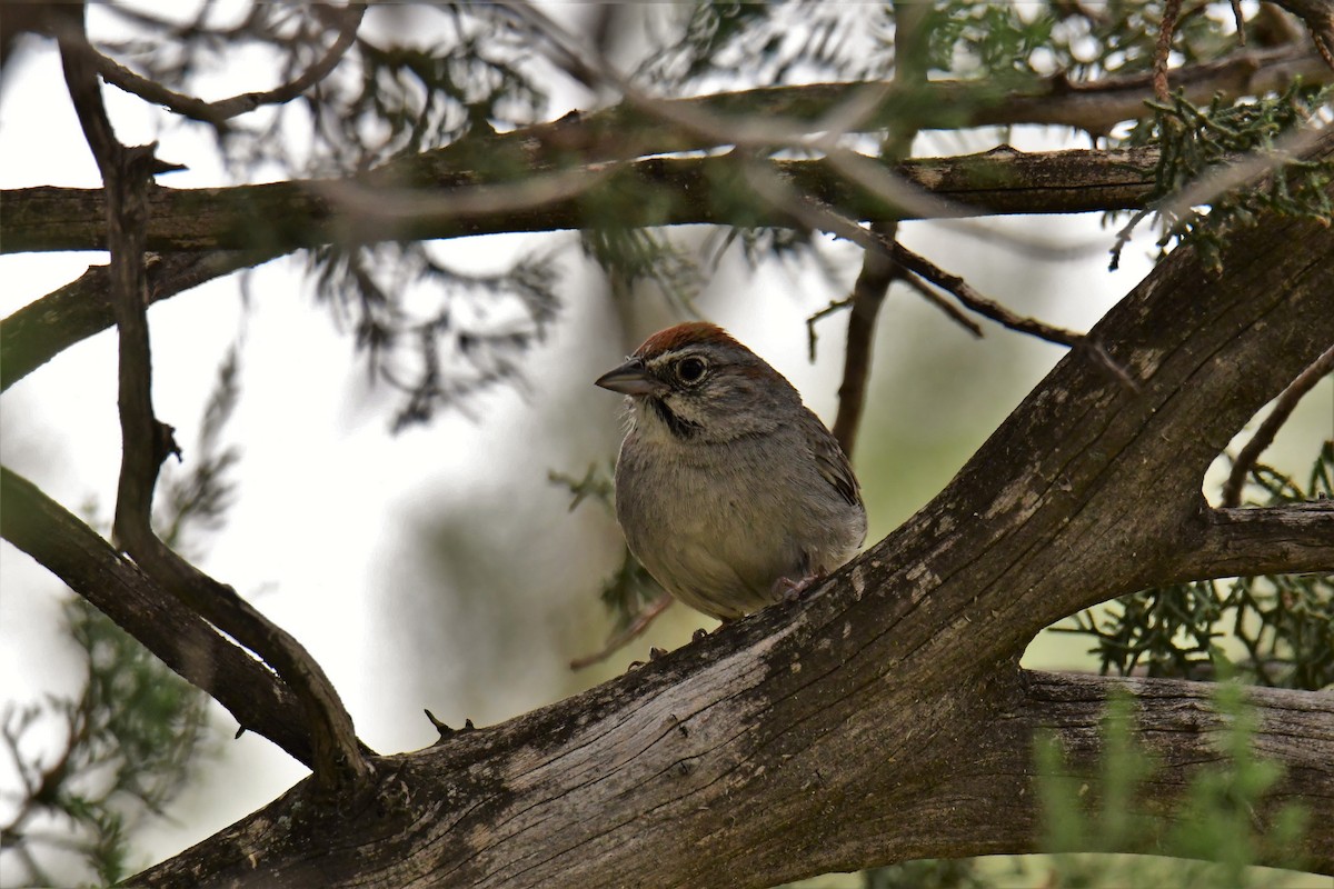 Rufous-crowned Sparrow - ML164121201