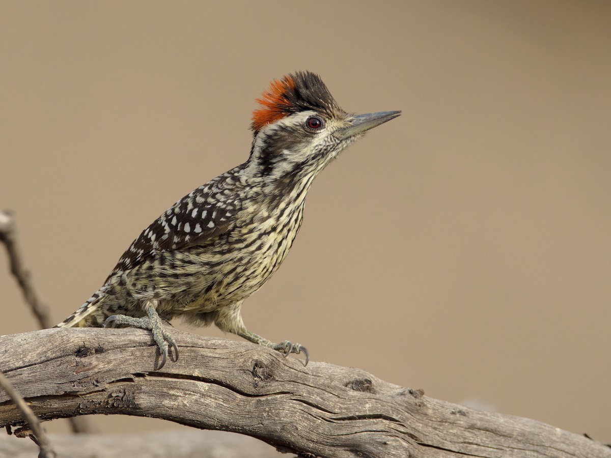 Striped Woodpecker - ML164123041