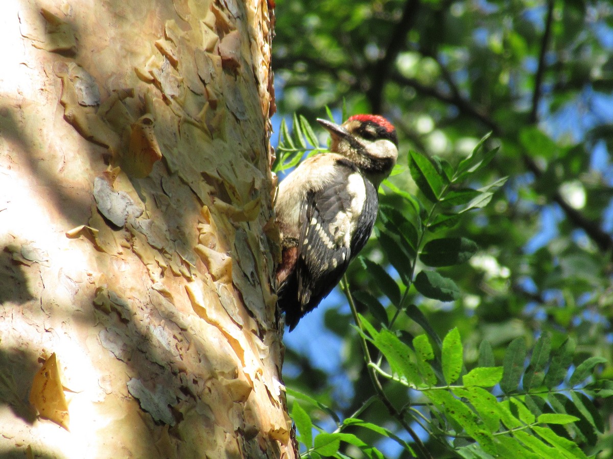 Great Spotted Woodpecker - ML164123111