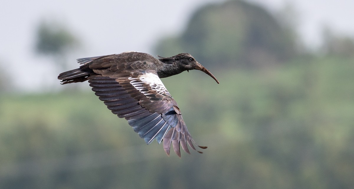 ibis etiopský - ML164124051