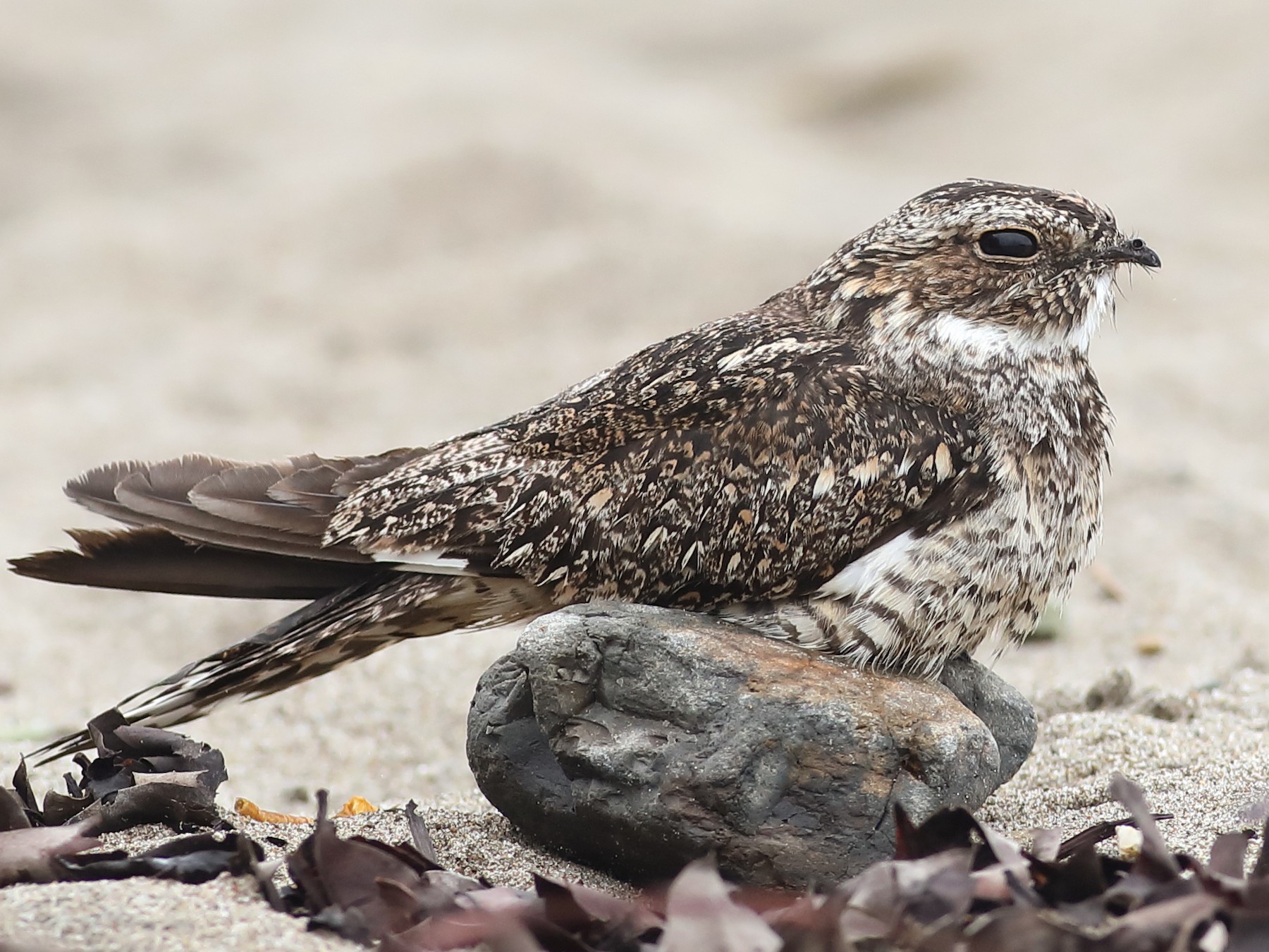 Lesser Nighthawk - Graham Montgomery