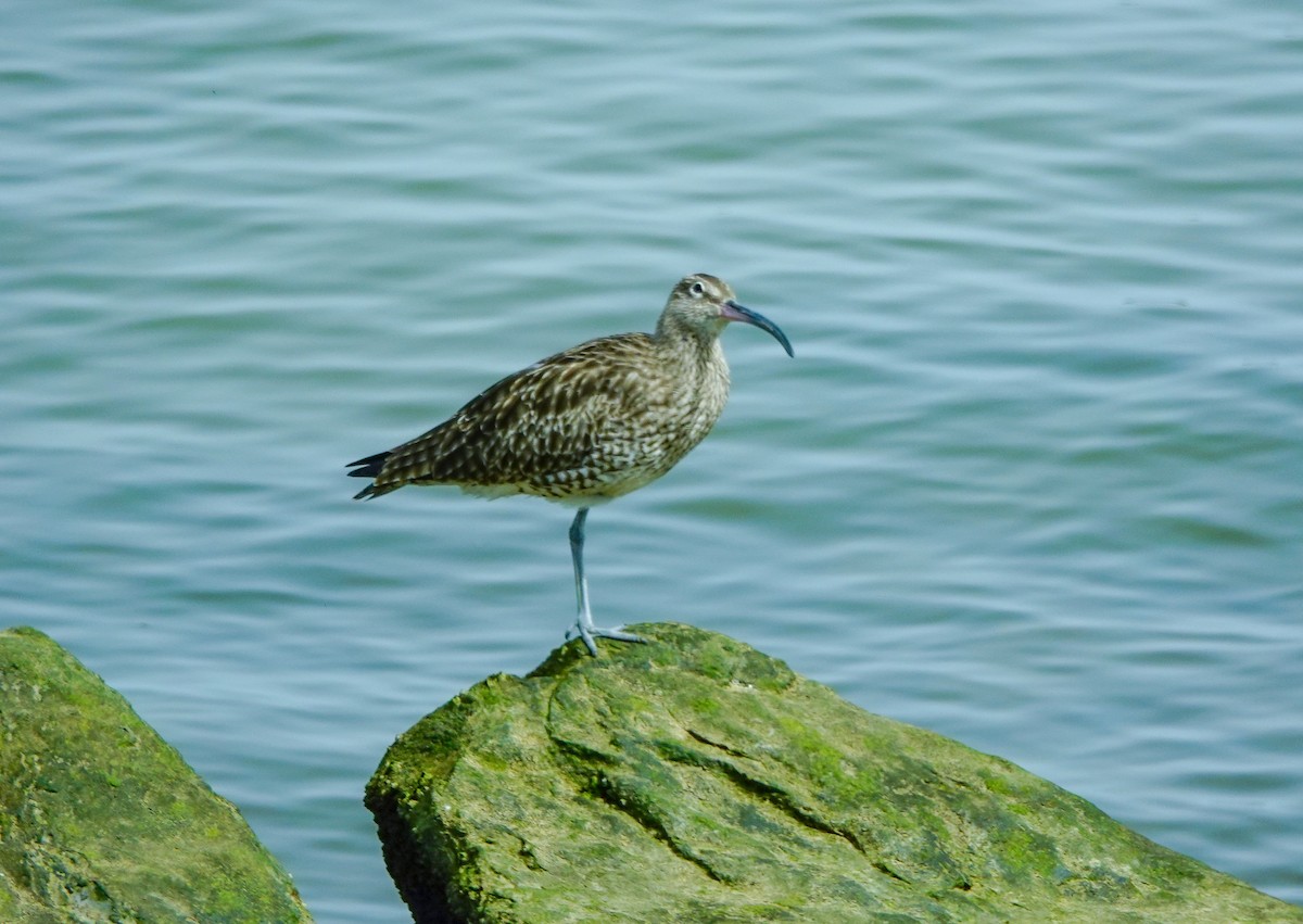 Whimbrel - Larry Theller