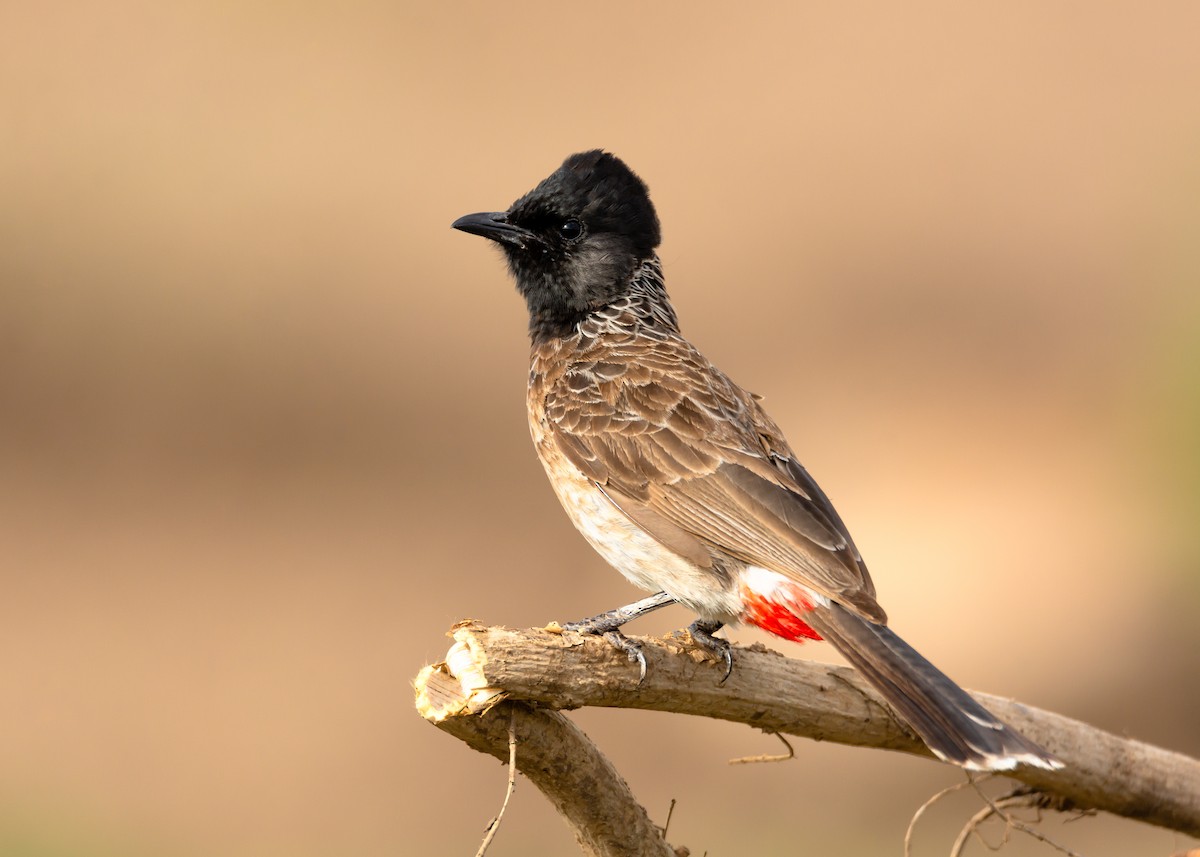 Red-vented Bulbul - ML164132011