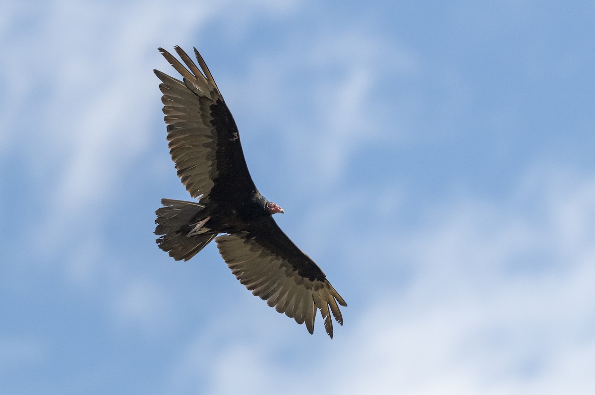 Turkey Vulture - ML164132361
