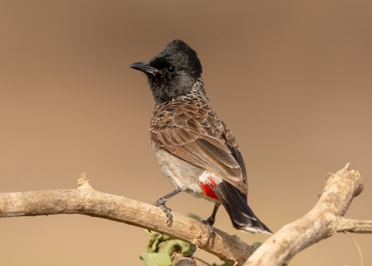 Red-vented Bulbul - ML164132851