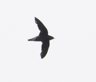 Brown-backed Needletail - ML164133531