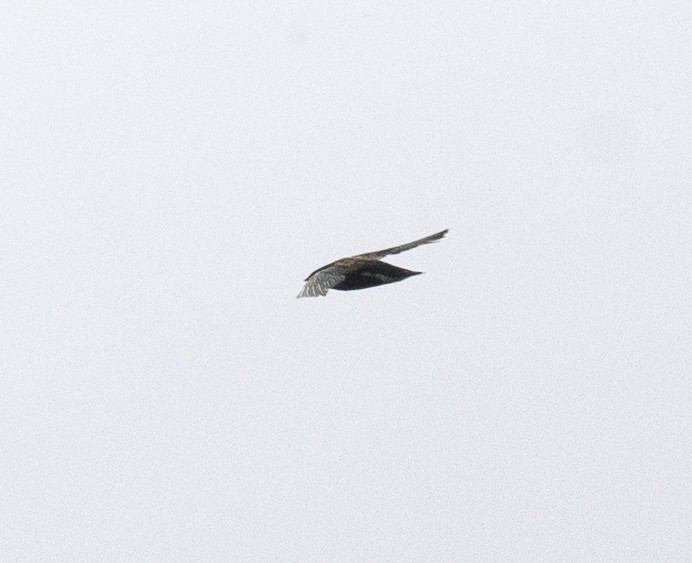 Brown-backed Needletail - ML164133541