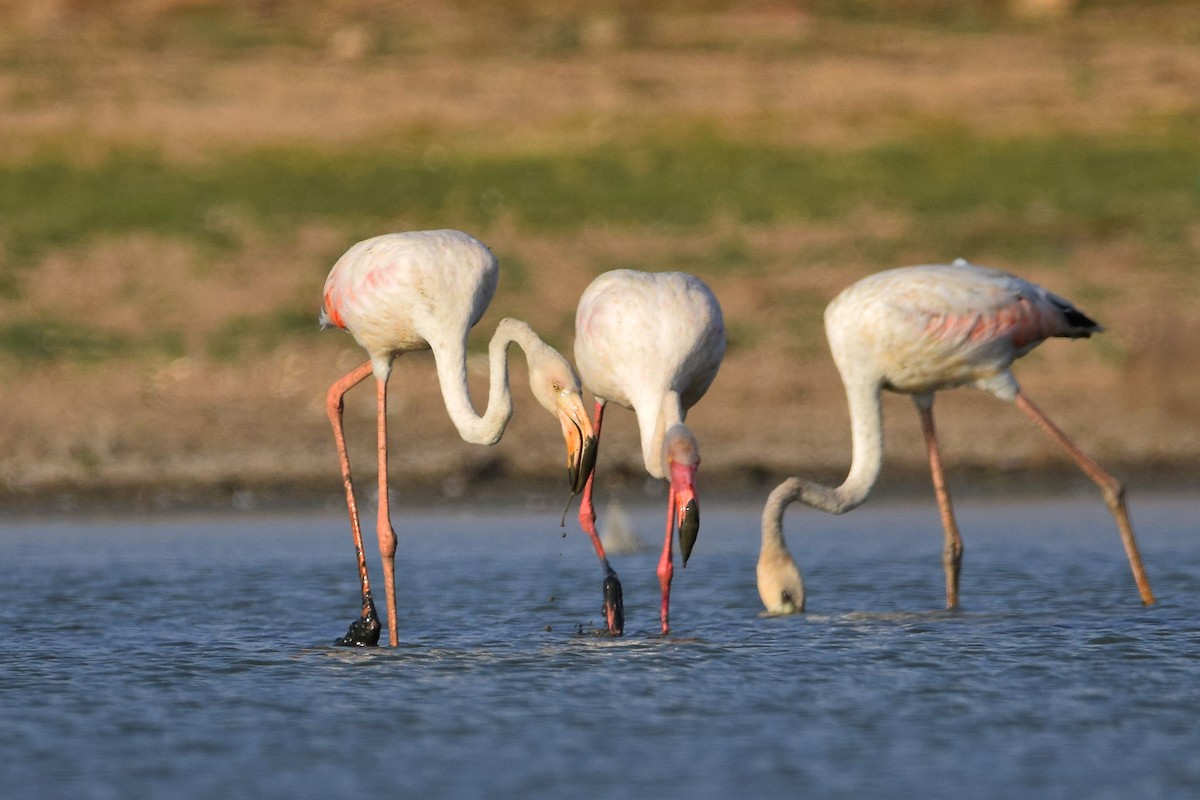 Greater Flamingo - ML164134341
