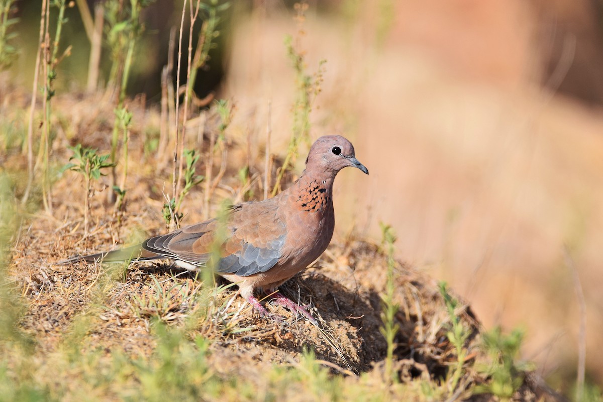 Laughing Dove - M Vinay
