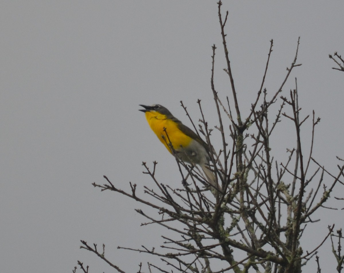 Yellow-breasted Chat - Cynthia Elder
