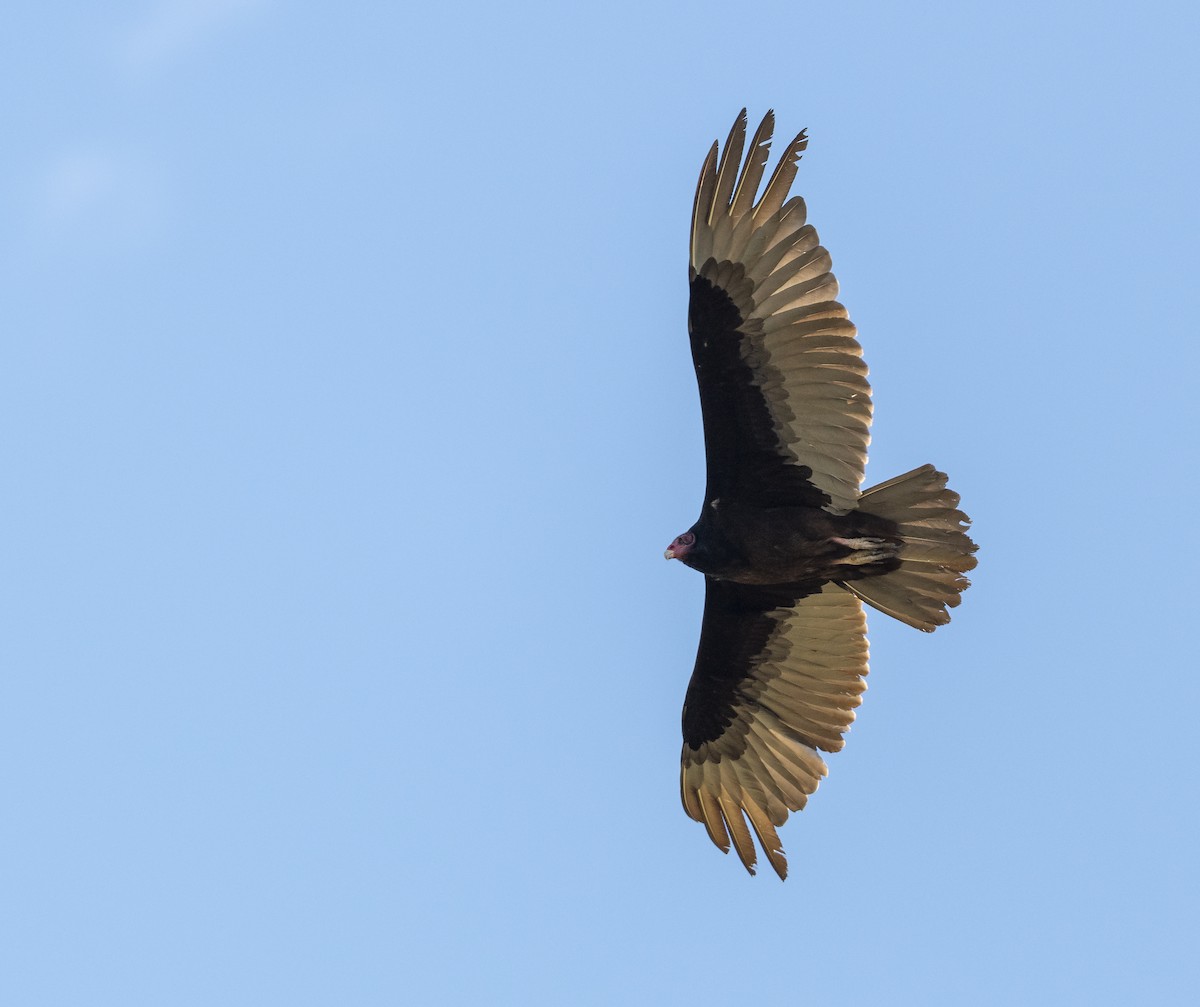 Turkey Vulture - ML164137901