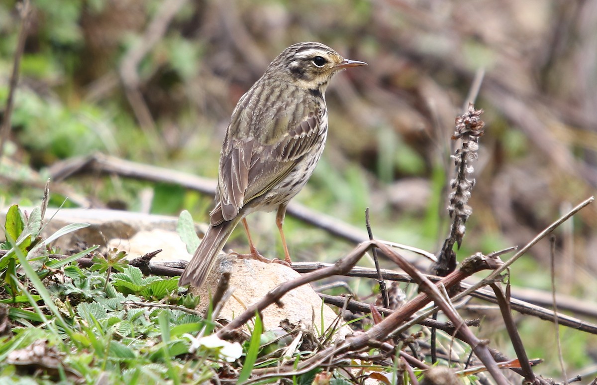 Olive-backed Pipit - ML164138301