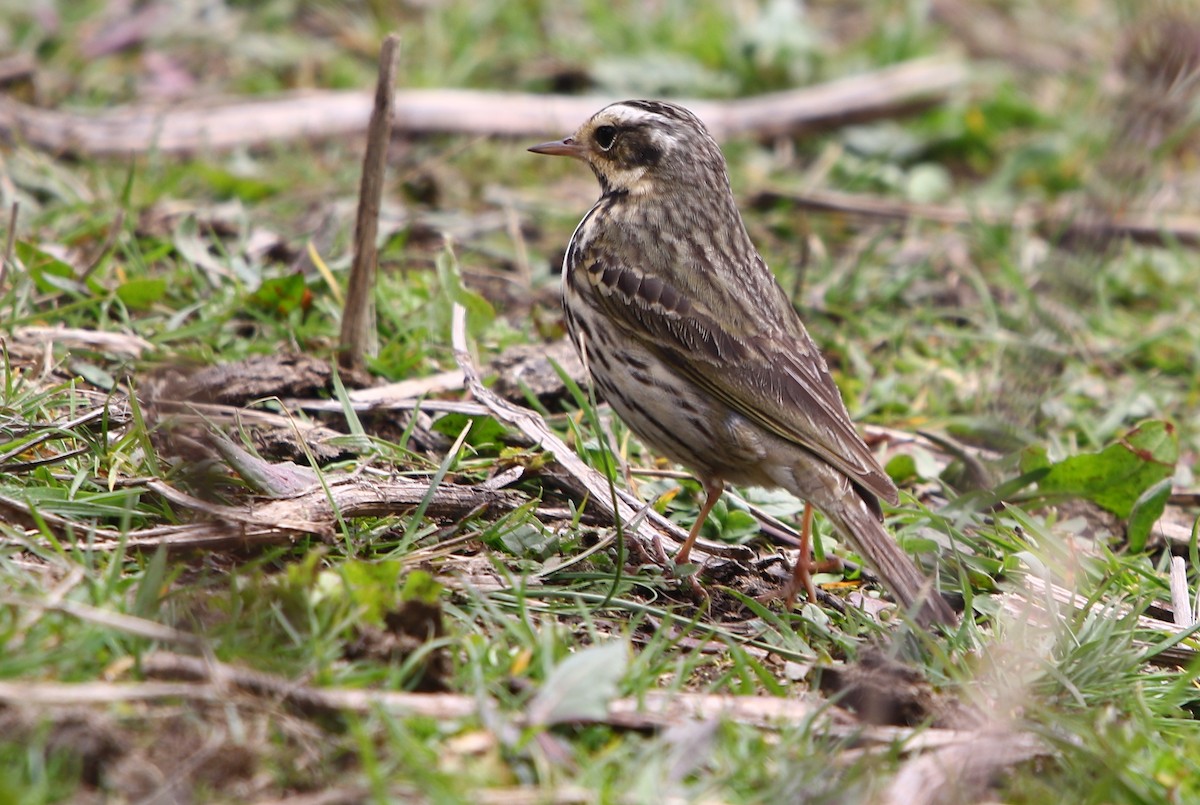Olive-backed Pipit - ML164138341