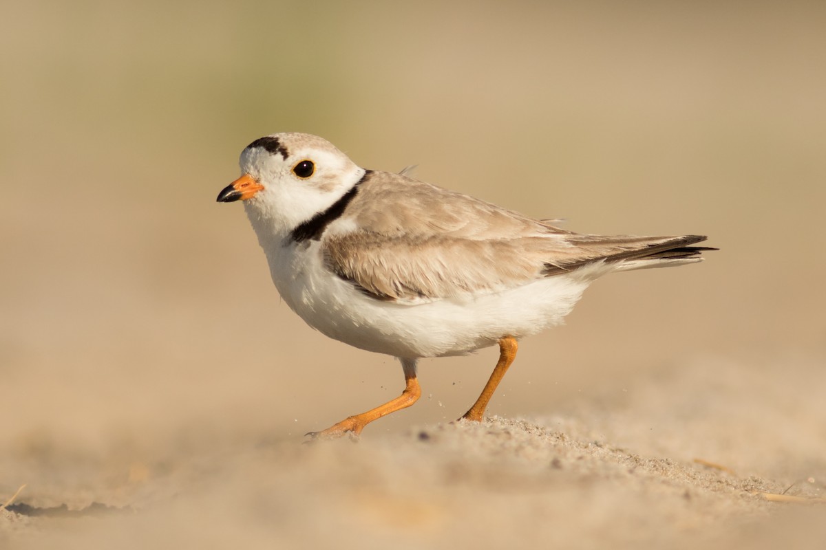 Piping Plover - ML164142291