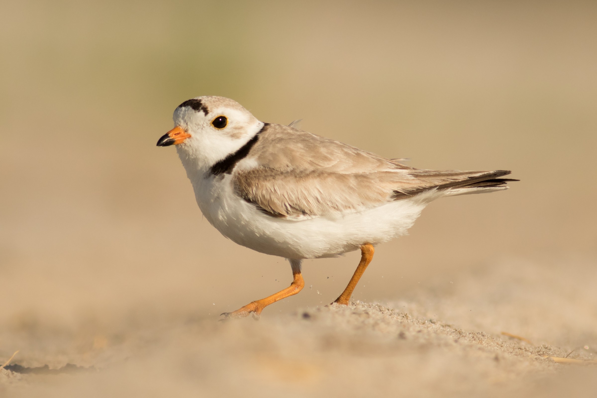 Ml Piping Plover Macaulay Library