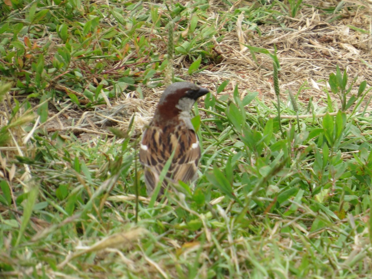 House Sparrow - Gayle Dangers-Meusel
