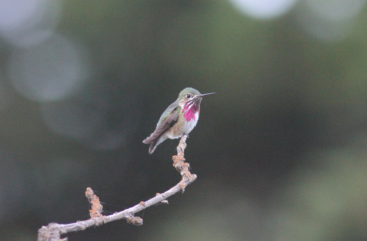 Calliope Hummingbird - ML164145961