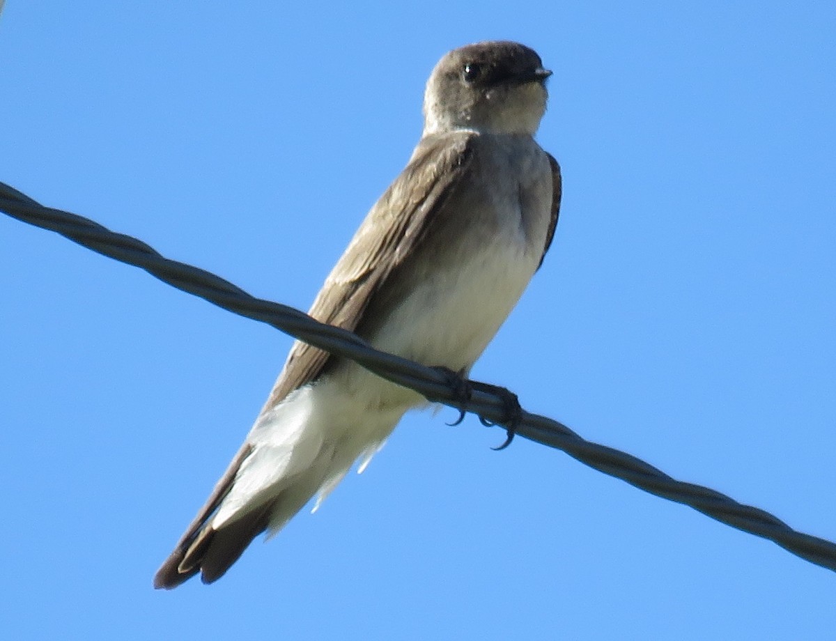 Northern Rough-winged Swallow - ML164146291