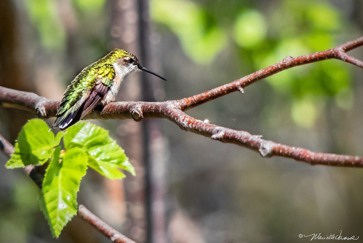 Ruby-throated Hummingbird - Marielle Vanasse