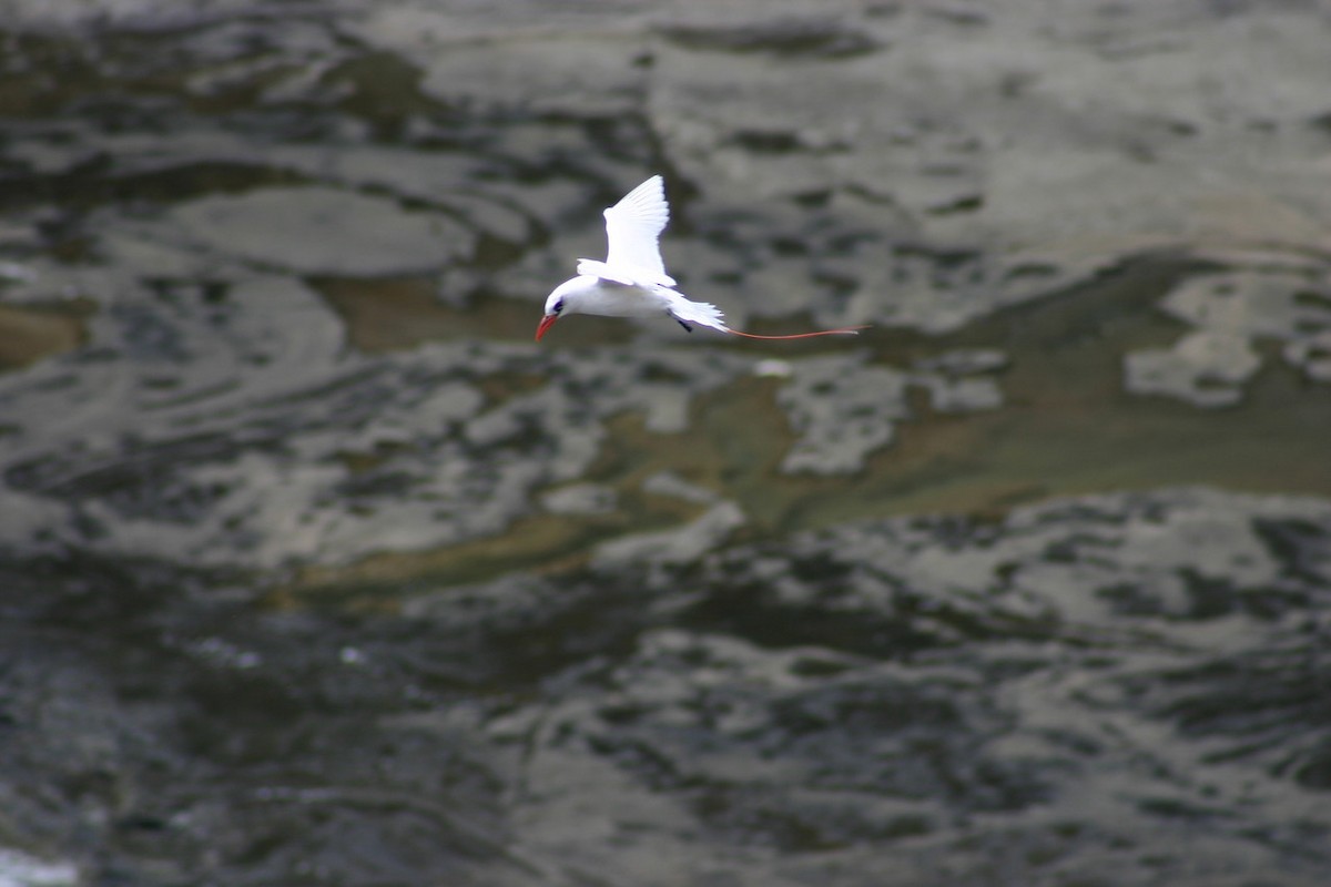Red-tailed Tropicbird - ML164148101