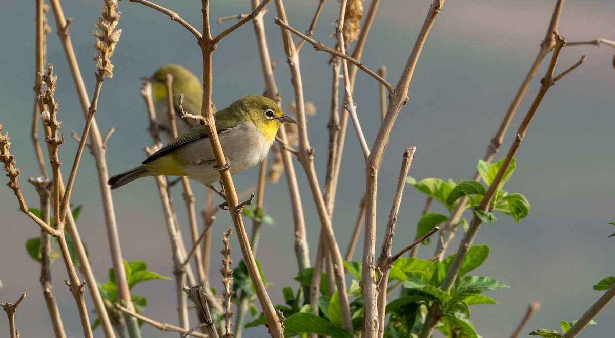 Abyssinian White-eye - Forest Botial-Jarvis