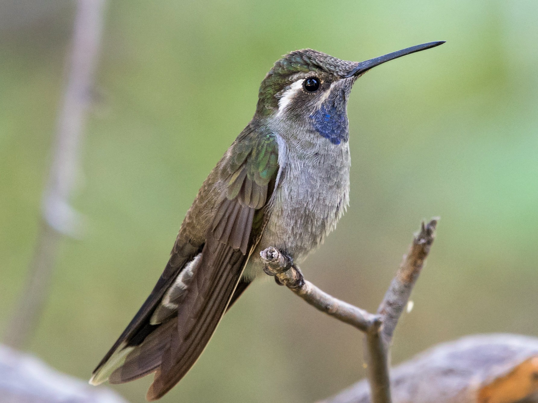 Blue-throated Mountain-gem - Graham Gerdeman