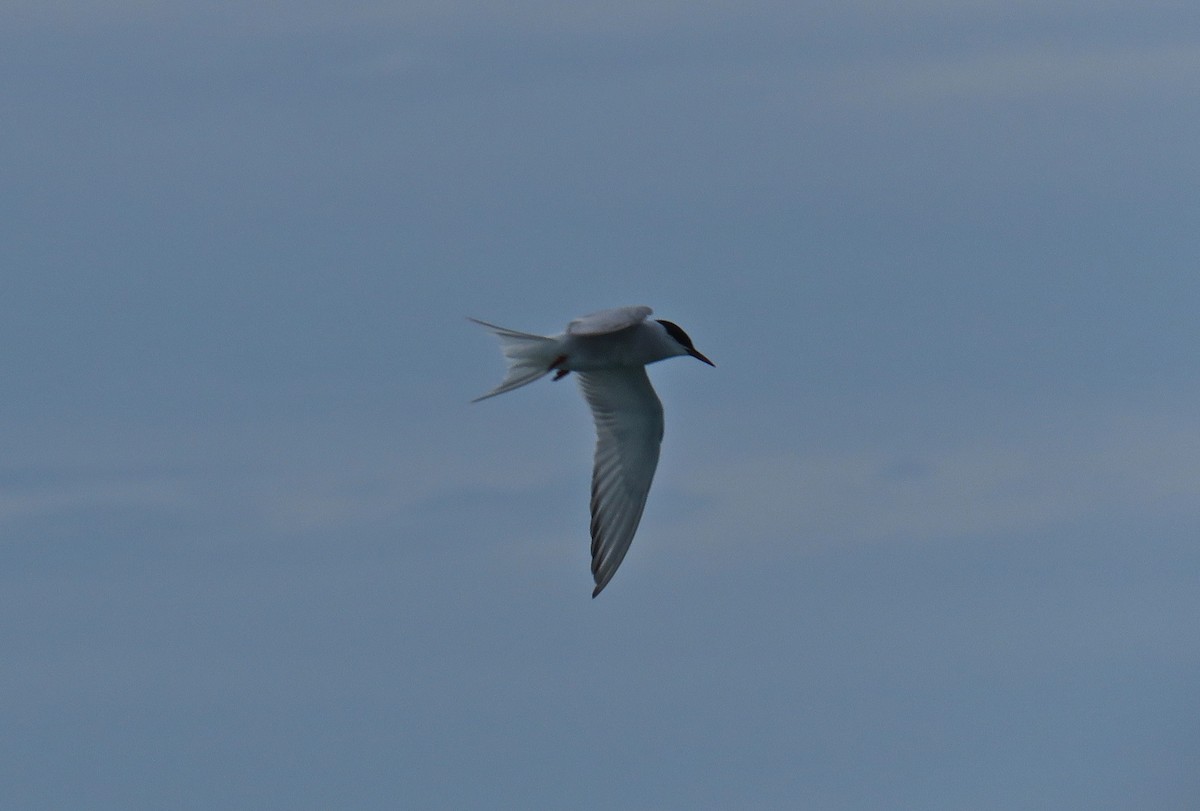 Common Tern - ML164149381
