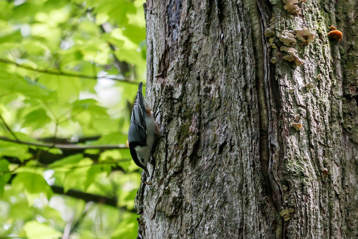 White-breasted Nuthatch (Eastern) - ML164151341