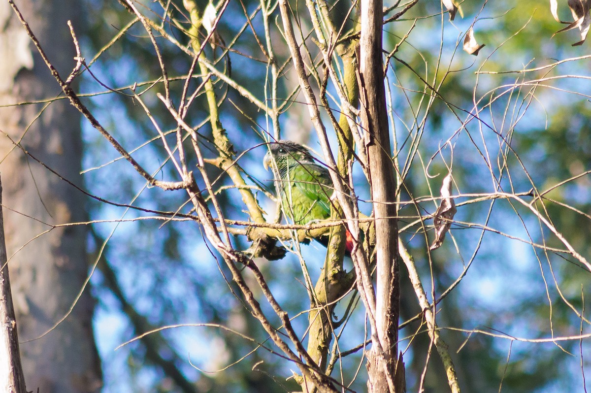 Scaly-headed Parrot - ML164152271