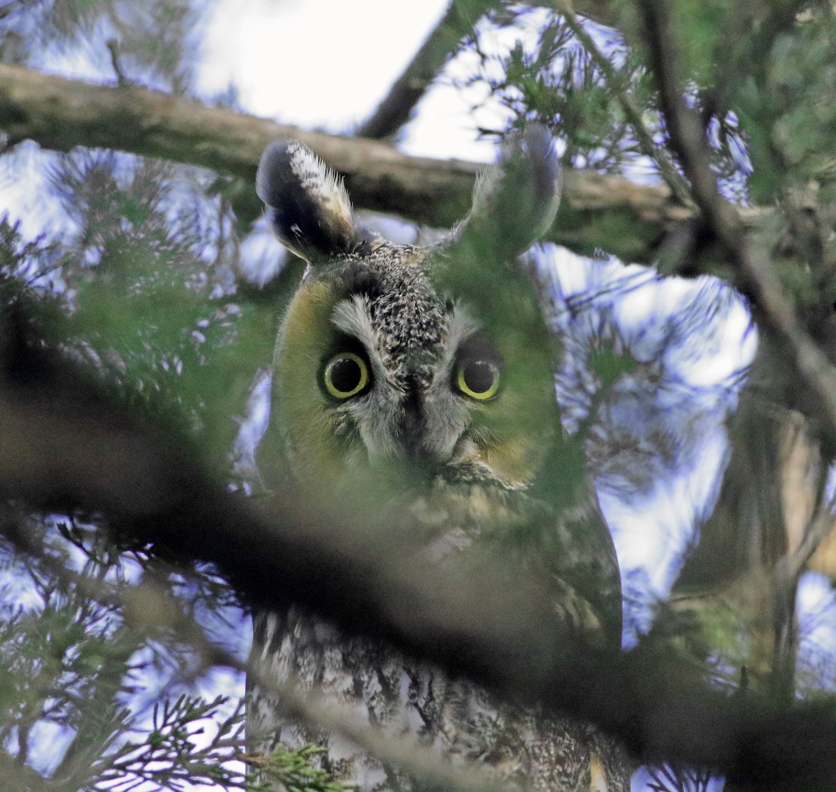 Long-eared Owl - ML164153041