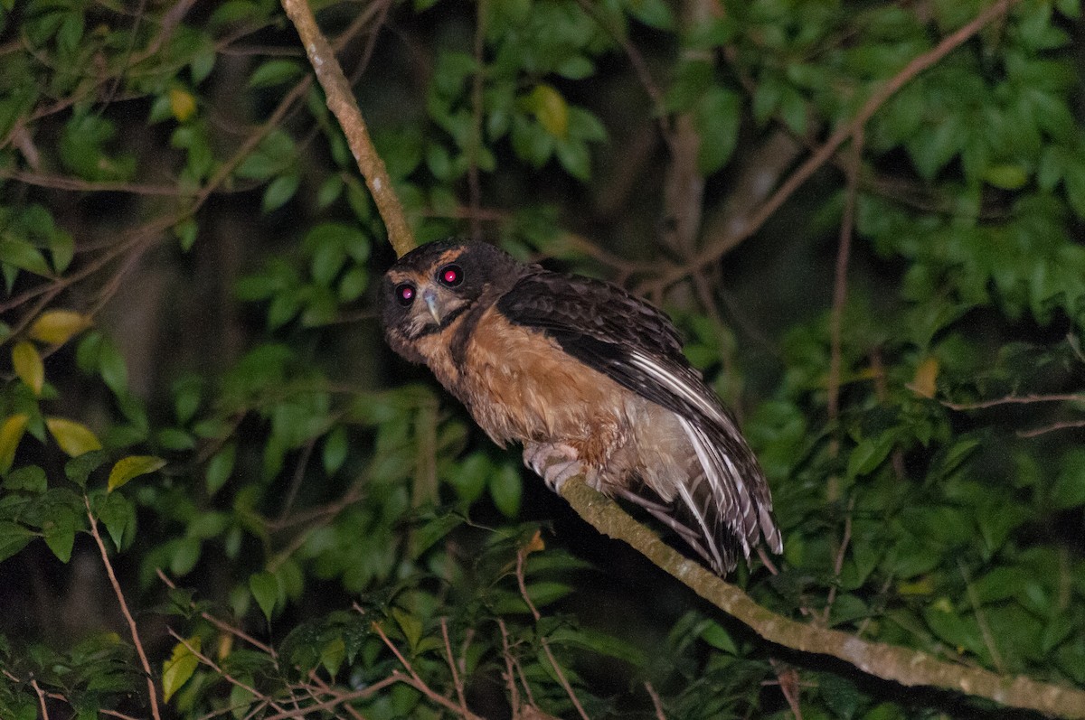 Tawny-browed Owl - ML164157081