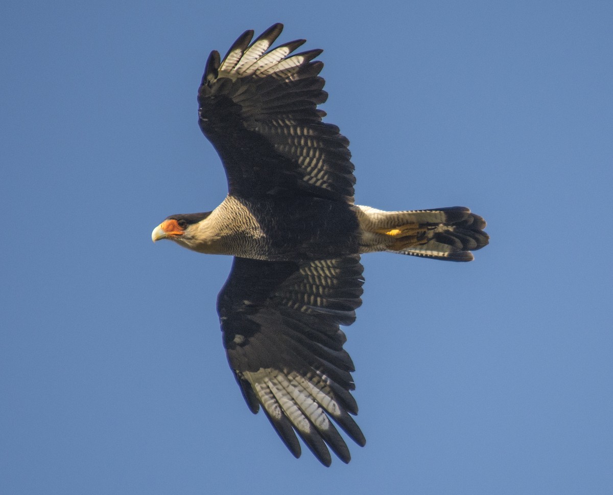 Crested Caracara (Southern) - ML164157511