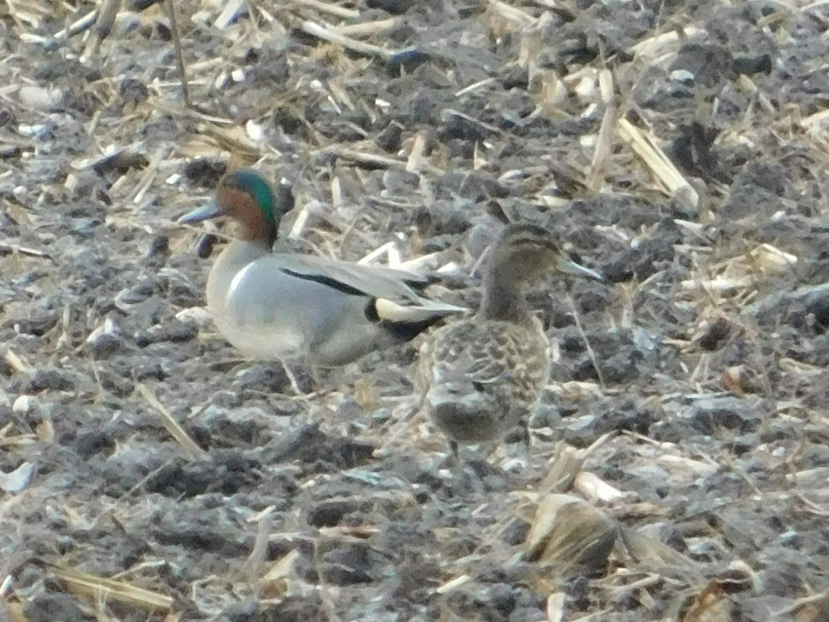 Green-winged Teal - Don Nussbaum