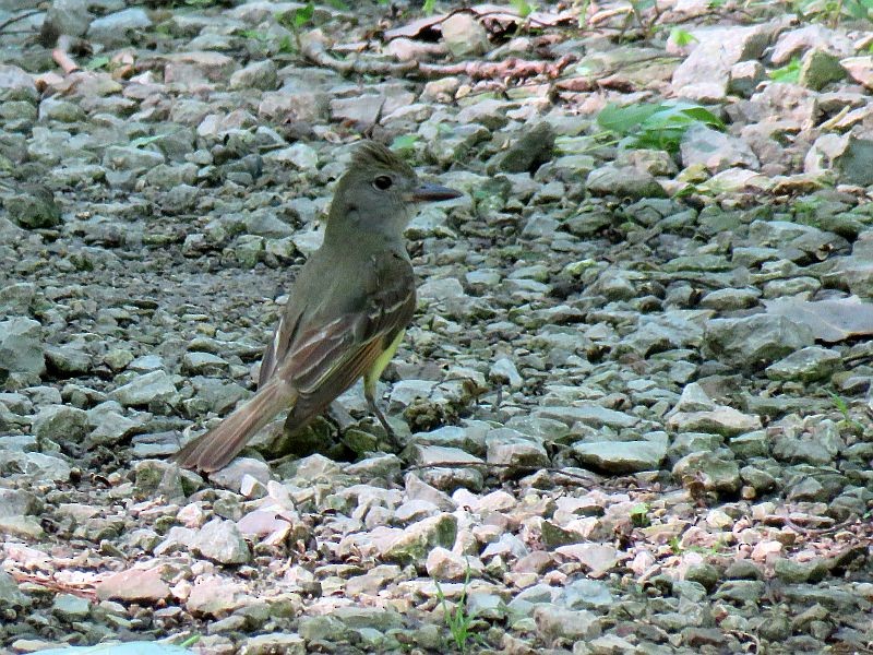Great Crested Flycatcher - Tracy The Birder