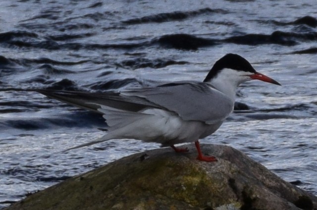 Common Tern - Blair Whyte
