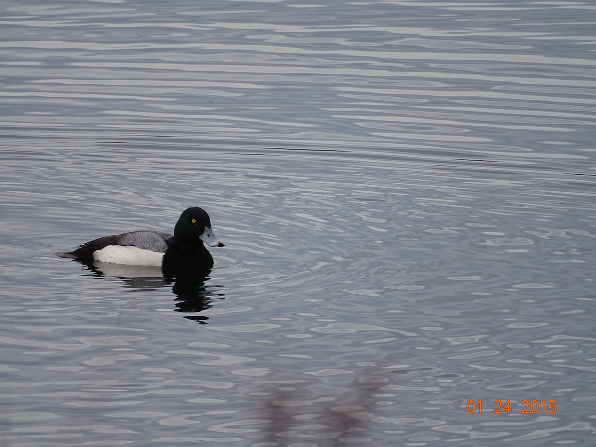 Greater Scaup - Kevin Williams