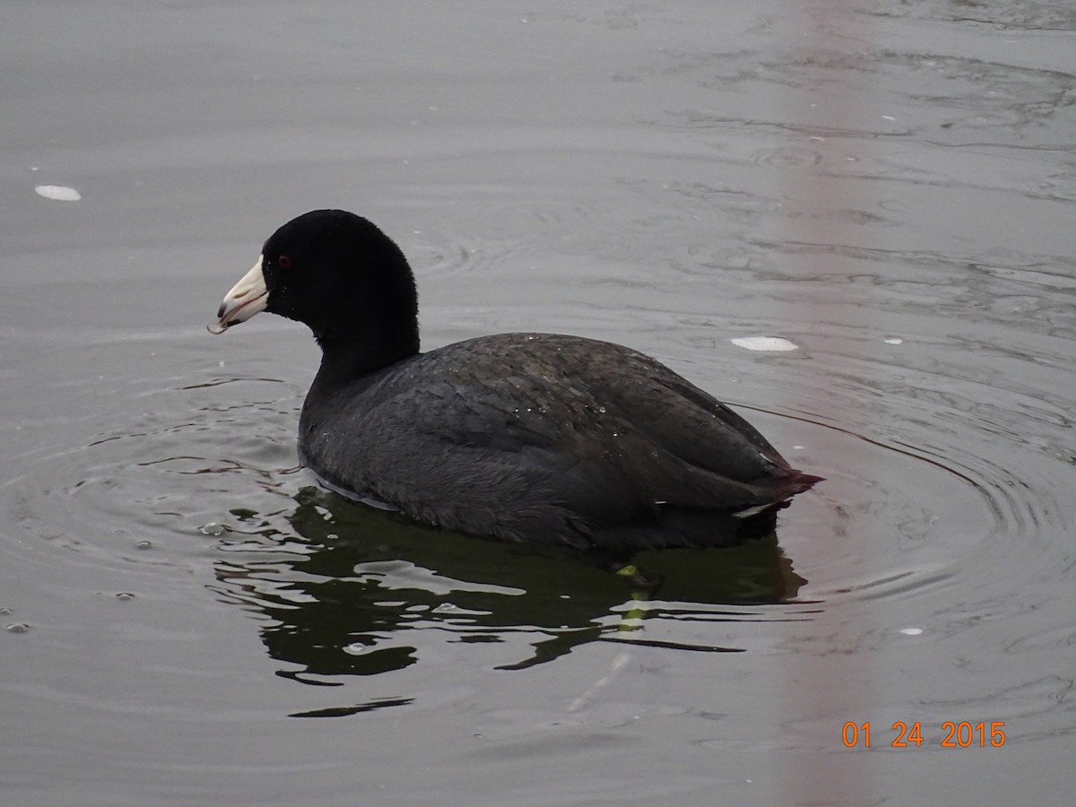 American Coot - Kevin Williams