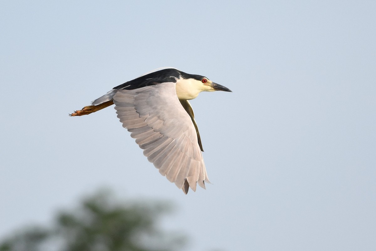 Black-crowned Night Heron - Robert Dobbs